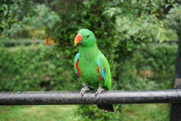 Close up view of Green Nuri Bayan or Green Eclectus parrot (Eclectus roratus) perching on fence at the zoo