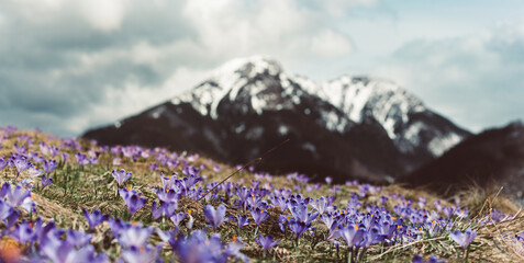 Dolina Chocholowska with blossoming purple crocuses or saffron flowers,Tatra mountains, Poland. © Roxana