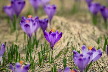 Spring crocus flowers, Easter background