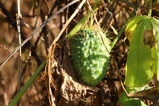 The spiny green fruits of the wild plant Echinocystis lobata