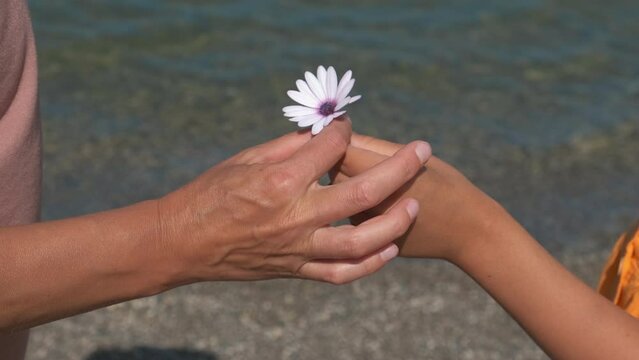 The child gives mother flowers. A child's hand holds out flowers to mom.