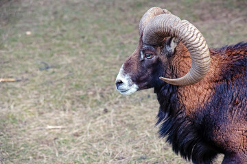 Naklejka premium European mouflon Ovis orientalis in the nursery of the Agricultural University in Nitra, Slovakia.