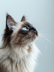 Ragdoll cat looking up. Light background.