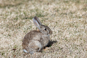 Wild European Rabbit (Oryctolagus cuniculus) in Casa de Campo, Madrid, Spain