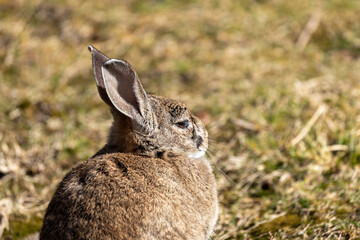 Wild European Rabbit (Oryctolagus cuniculus) in Casa de Campo, Madrid, Spain