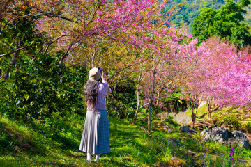 tourist take a photo  pink wild himalayan cherry at Khun wang Royal Thailand