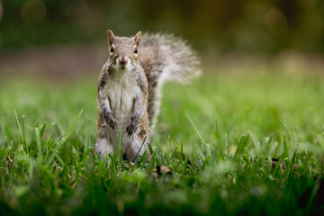 Close-up of a Curious Young Squirrel Standing Looking at the Camera