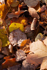 yellow autumn leaves on a sunny day