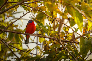 Painted Bunting on Branch with Shallow Depth of Field