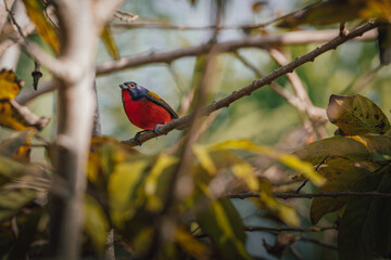 Painted Bunting on Branch with Shallow Depth of Field