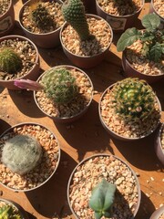 Cactus with flower buds