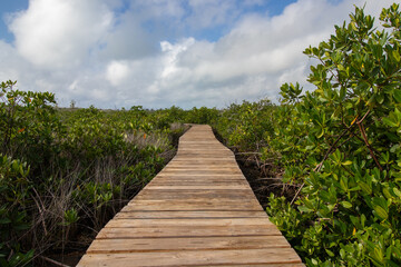 Fototapeta na wymiar Boardwalk through the mangroves