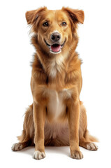Happy mixed breed dog sitting isolated on white background. - obrazy, fototapety, plakaty