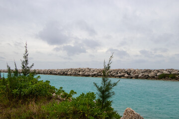 Plants growing on a rocky jetty