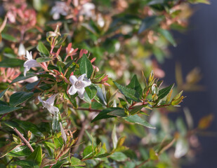 Abelia grandiflora flower outdoors in sunlight