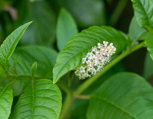 Close up view of American Pokeweed flowers outdoors