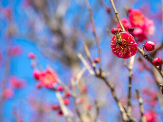 開きはじめた紅梅とアブ