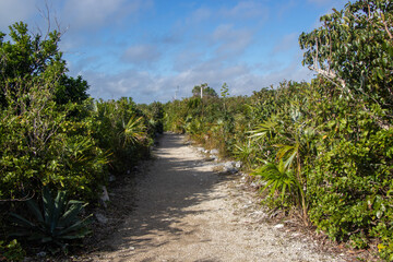Trail through a tropical forest