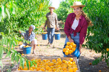 Young attractive female gardener in straw hat bulking peaches from the bucket into the crates at orchard