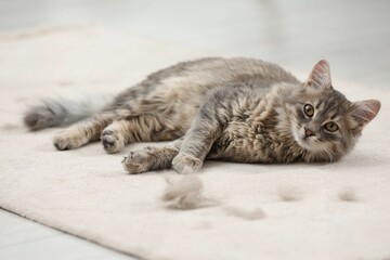 Cute cat and pet hair on carpet indoors © New Africa