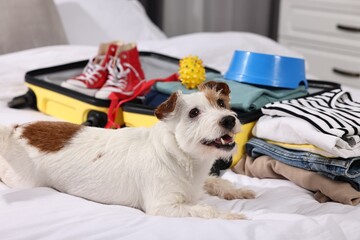 Travel with pet. Dog, clothes and suitcase on bed indoors