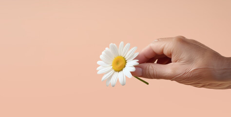 Close-up of grandmother hand holding a daisy flower. Health elderly care concept.