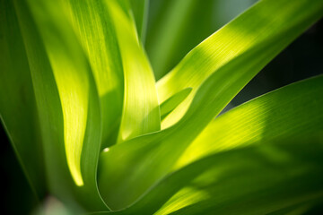 Obraz premium Little Green leaves background for design art work or add text message. Natural pattern plant leaf fresh for backdrop.