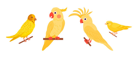 Exotic domestic birds. Decorative birds, canary, cockatoo and yellow budgie flat vector illustration set. Cute domestic birds on white