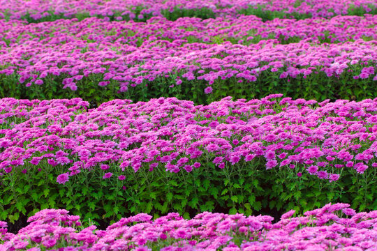 Abstract pink zinnia flower on white background. chrysanthemum flowers in the garden. picture for art work design, add text message, valentine greeting card.