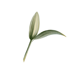 Flower bud of White lilies in digital watercolor clipart.Decoration for wedding, Communion, christening, decoration of religious printed products.