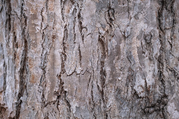 eucalyptus tree bark. tree trunk with peeled bark.