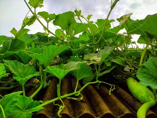 vegetables on the field