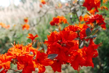 Foto op Aluminium Red Azaleas and rhododendrons in spring. Coral blooming rhododendron in the garden.Beautiful blooming spring trees and bushes © Yuliya