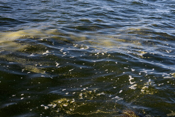 Titicaca lake polluted