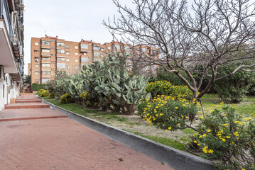 A large garden in a block courtyard with flowering hedges, lots of huge cacti