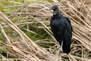 Gallinazo en Pantanos de Villa