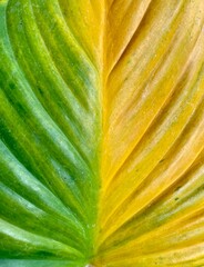 green and yellow leaf texture