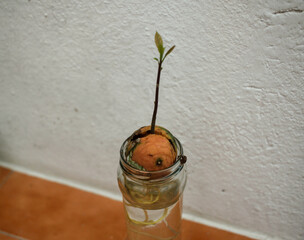 avocado tree growing at home