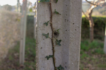 an ivy in a concrete column