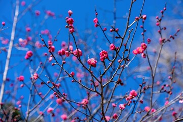 青空バックに見上げるきれいに咲き始めた紅梅の花