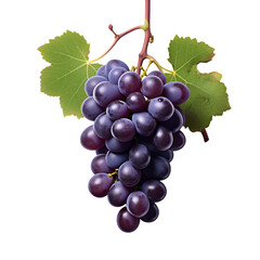 Fresh Grapes Purple Grapes Grape on the Vine No Background 