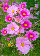Pink cosmos flowers growing in the garden. Wide-angle top view.