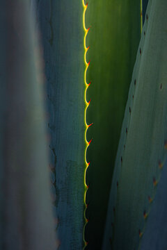 Agave Tequilana Weber Paisaje Agavero Tequila 014