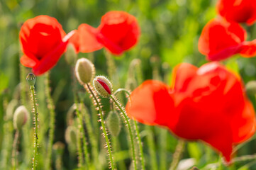 Red poppy flowers with seed capsules blossoming in a grain field with soft green background