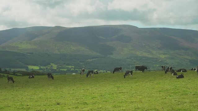 Black and white cows in a grassy field on a bright and sunny day in 4k
