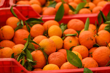 juicy fresh tangerines in boxes for sale in Cyprus in winter 31