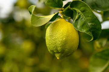 juicy fresh lemons in a garden in Cyprus in winter 12