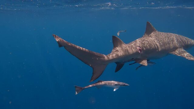 Lemon shark with large bite mark on back swims past camera