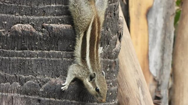 Squirrel close up - hair - lines .
