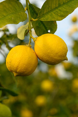 juicy fresh lemons in a garden in Cyprus in winter 8